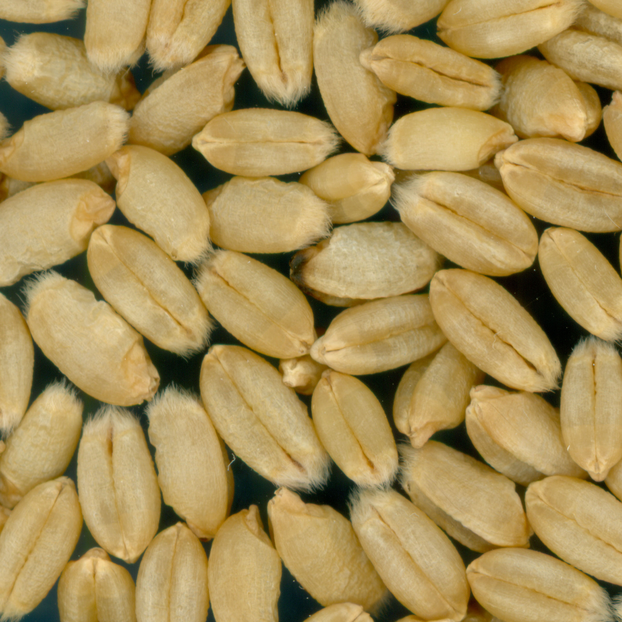 KERNELS